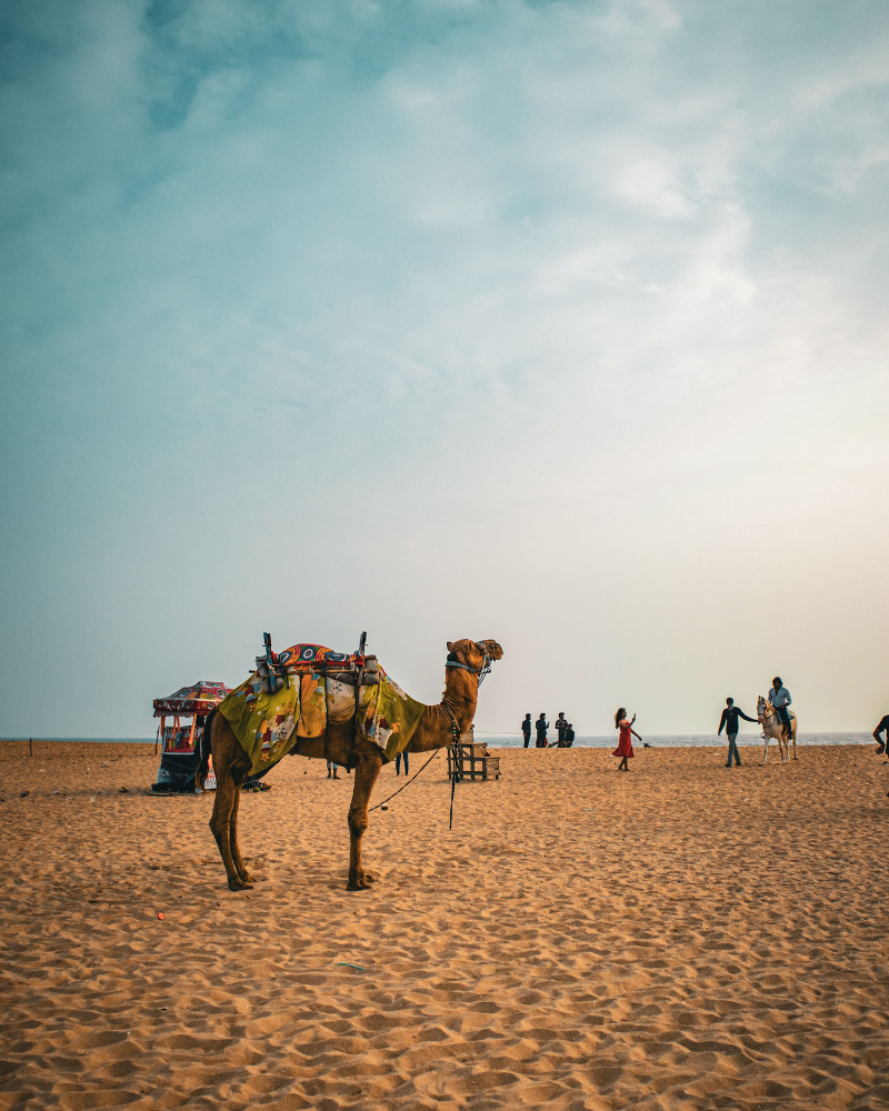 rajasthan